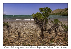 Cannonball Mangrove