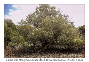 Cannonball Mangrove