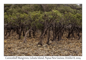 Cannonball Mangrove
