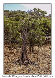 Cannonball Mangrove