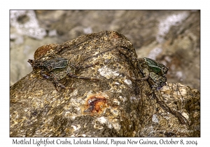 Mottled Lightfoot Crab