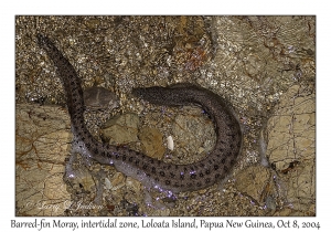 Barred-fin Moray