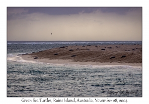 Green Sea Turtles