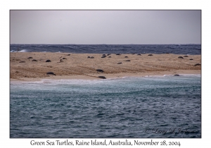 Green Sea Turtles