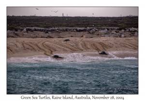 Green Sea Turtles