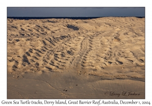 Green Sea Turtle tracks