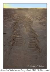 Green Sea Turtle tracks