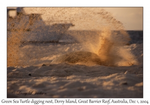 Green Sea Turtle digging nest