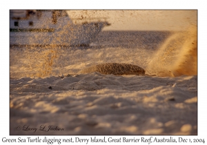 Green Sea Turtle digging nest