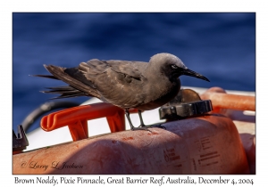 Brown Noddy