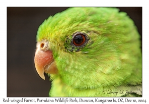 Red-winged Parrot