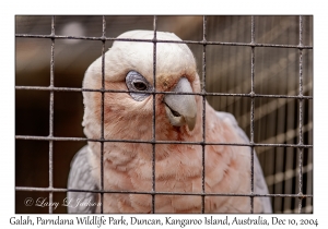 Galah