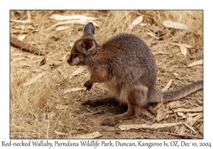 Red-necked Wallaby