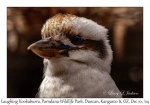 Laughing Kookaburra