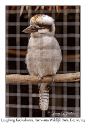 Laughing Kookaburra