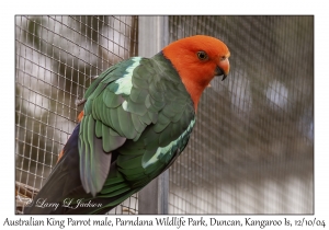 Australian King Parrot male