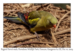 Regent Parrot male