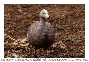 Cape Barren Goose