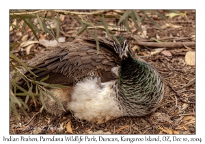 Indian Peahen