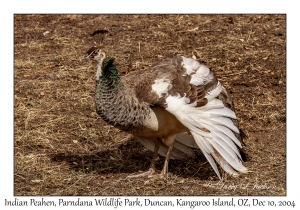 Indian Peahen