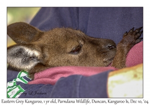 Eastern Grey Kangaroo, Bonnie, 1 year old