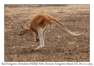 Red Kangaroo