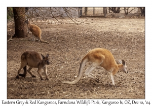 Eastern Grey & Red Kangaroo