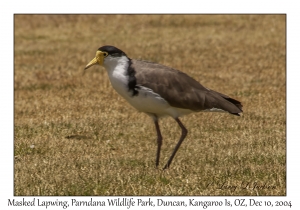 Masked Lapwing