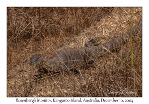 Rosenberg's Monitor