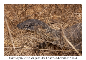 Rosenberg's Monitor