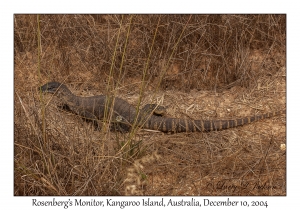 Rosenberg's Monitor