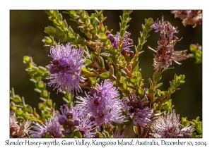 Slender Honey-myrtle