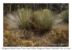 Kangaroo Island Grass Trees