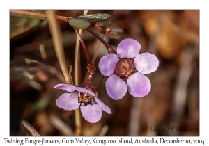 Twining Finger-flowers