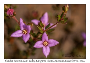 Slender Boronia