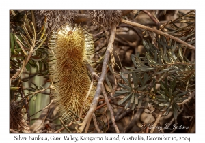 Silver Banksia