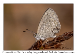 Common Grass Blue