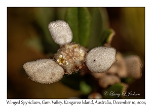 Winged Spyridium