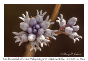 Slender Smokebush