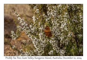 Prickly Tea Tree