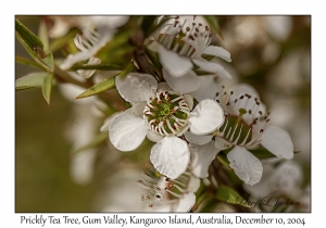 Prickly Tea Tree