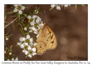 Common Brown