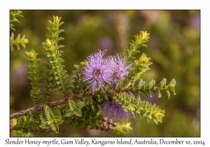 Slender Honey-myrtle