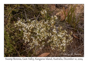 Swamp Boronia