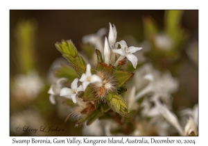 Swamp Boronia