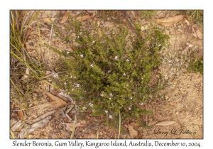 Slender Boronia