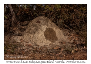 Termite Mound