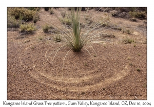 Kangaroo Island Grass Tree pattern