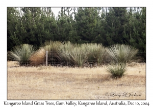 Kangaroo Island Grass Trees