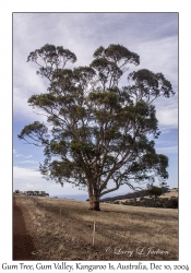 Gum Tree